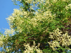 Senegalia bonariensis