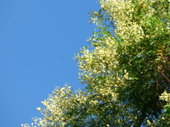 Senegalia bonariensis