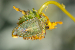 Thyanta custator accerra