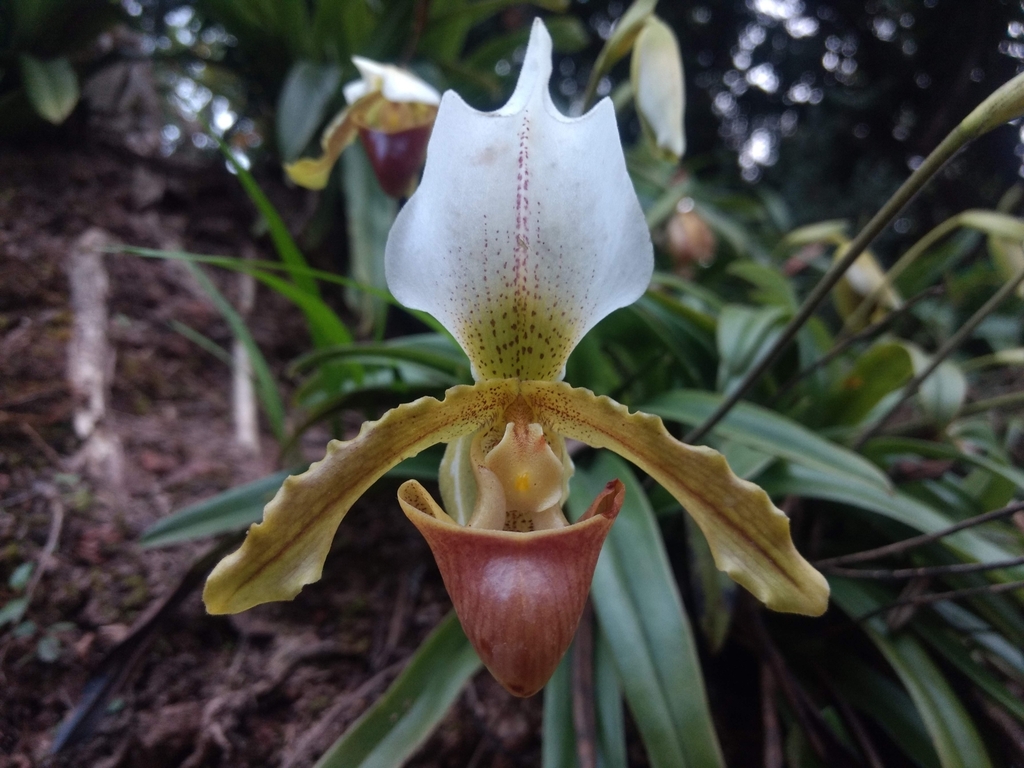 Foto de Orchidea sapatinho