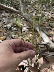 Actinostachys pennula