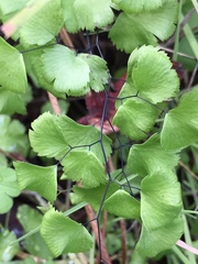Adiantum jordanii