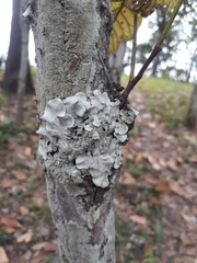 Parmelina tiliacea