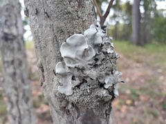 Parmelina tiliacea