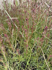 Haloragis heterophylla