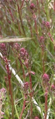 Haloragis heterophylla