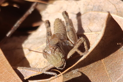 Melanoplus scudderi