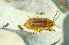 Trirhabda geminata