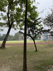 Ternstroemia gymnanthera