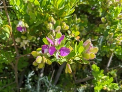 Polygala myrtifolia