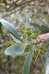 Acacia holosericea