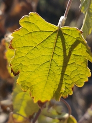 Ambrosia cordifolia