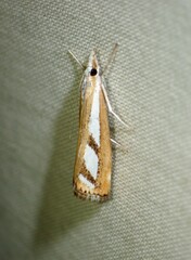 Catoptria latiradiellus