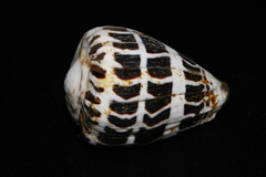 Conus ebraeus