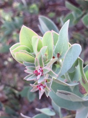 Arctostaphylos auriculata