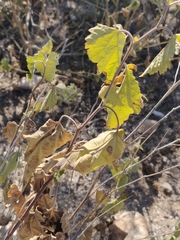 Ambrosia cordifolia