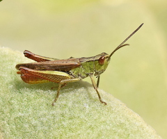 Chorthippus dichrous