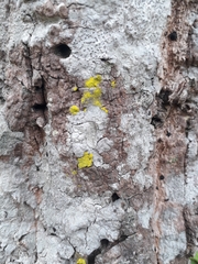 Opegrapha