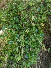 Tetragonia implexicoma