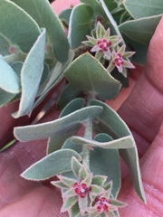 Arctostaphylos auriculata
