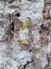 Opegrapha