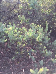Arctostaphylos auriculata