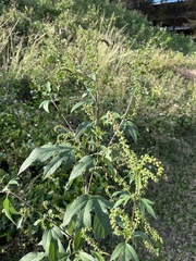 Ambrosia psilostachya