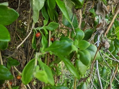 Tetragonia implexicoma