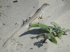 Holbrookia propinqua