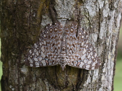 Hamadryas feronia