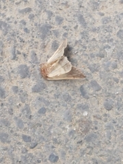 Oraesia emarginata