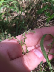 Gonocarpus tetragynus