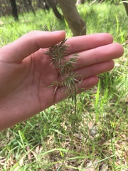 Anthoxanthum odoratum