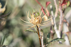 Hibiscus coulteri