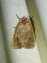 Ipimorpha pleonectusa