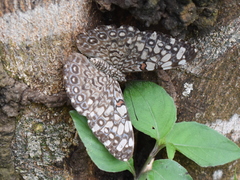 Hamadryas feronia