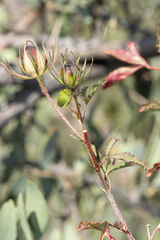 Hibiscus coulteri