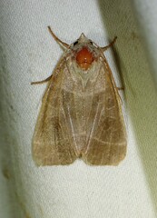 Ipimorpha pleonectusa
