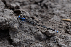 Argia sedula
