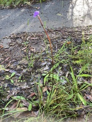 Patersonia occidentalis
