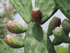 Opuntia lasiacantha