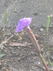Patersonia occidentalis