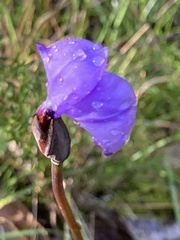 Patersonia occidentalis