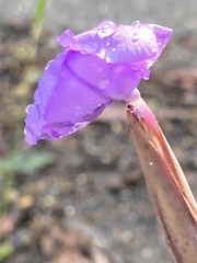 Patersonia occidentalis