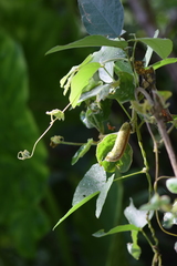 Mucuna pruriens