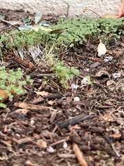 Pterostegia drymarioides