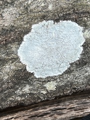 Lecanora strobilina