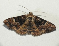 Aporoctena scierodes