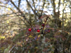 Crataegus monogyna