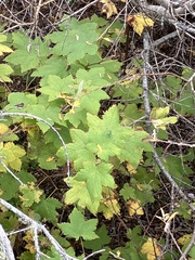Rubus parviflorus